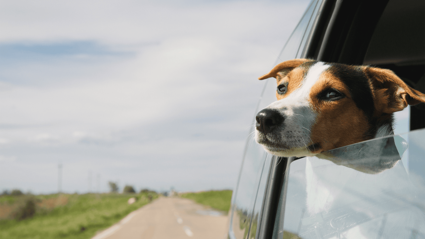 Muzzles, Couplers & Car Safety