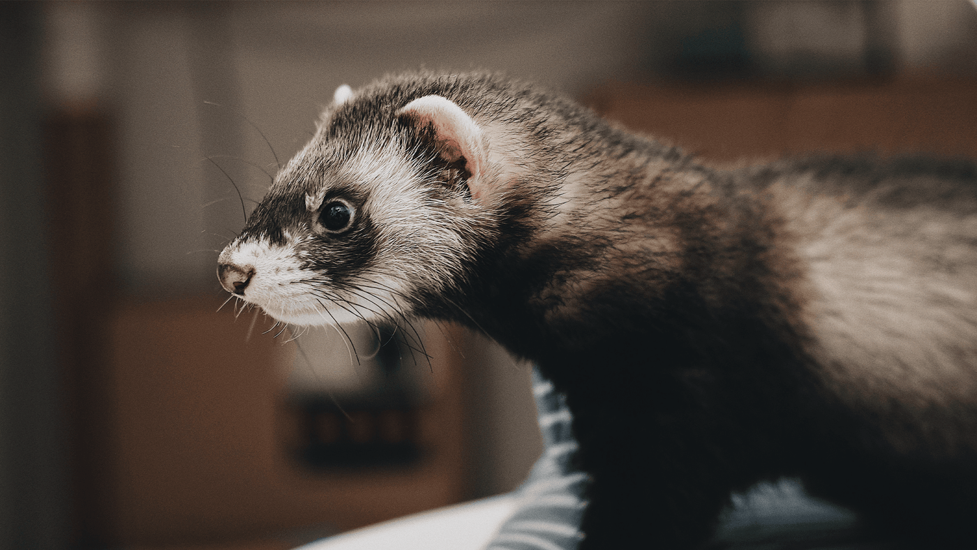 For Ferrets